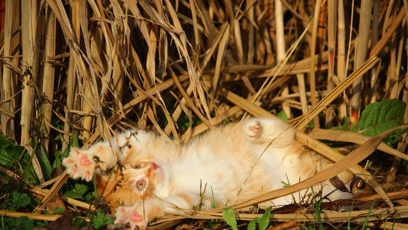Mutatjuk, milyen idő lesz a hétvégén, ennek nem fogsz örülni