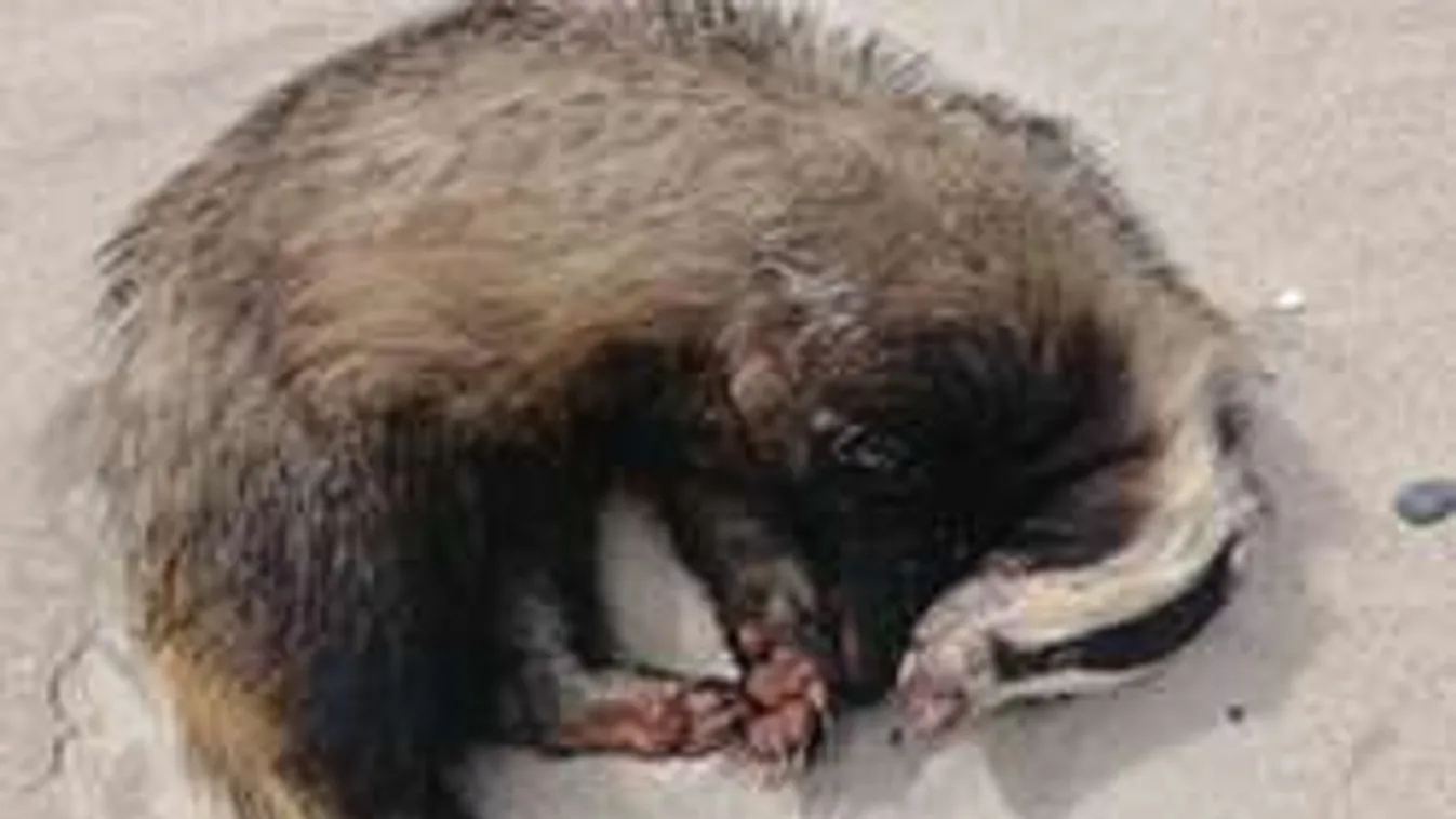 Õ az igazi partiállat!