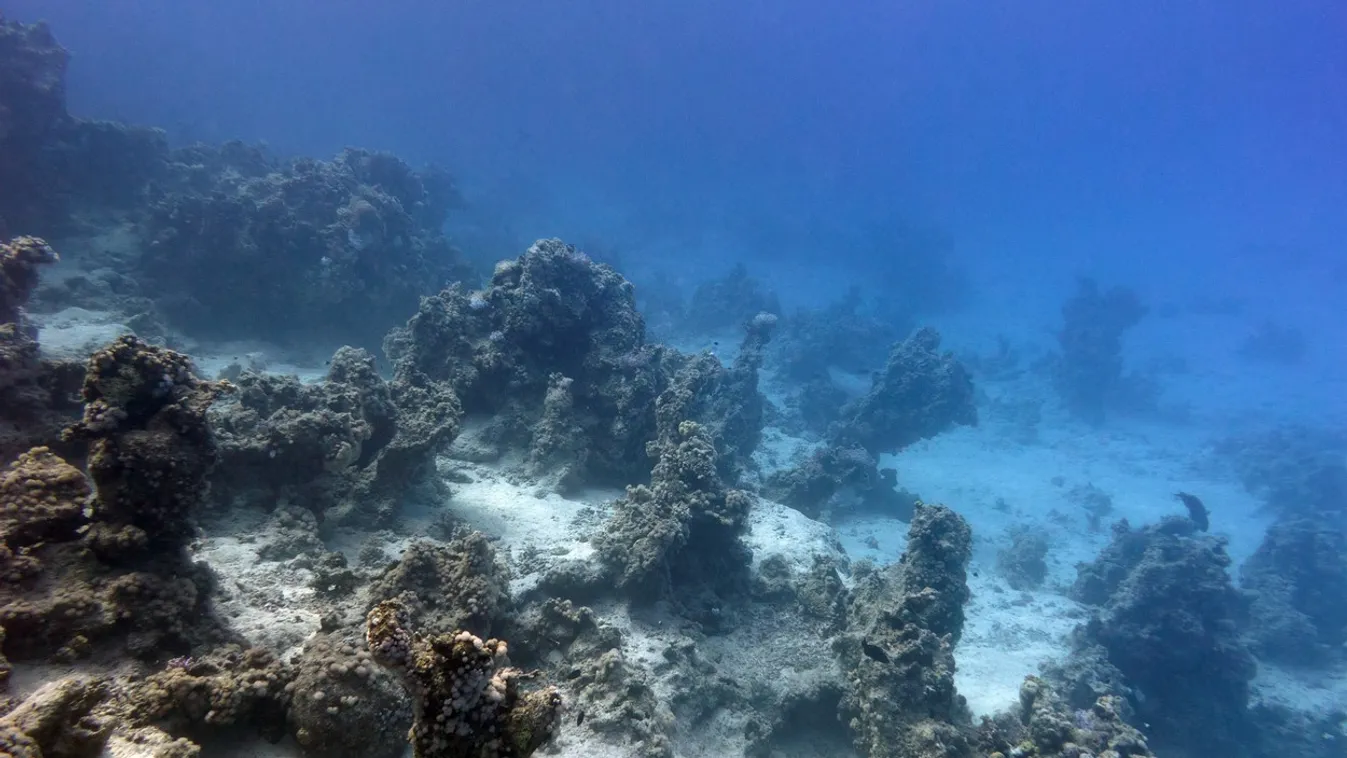 bottom of tropical sea coral reef with a large depth on blue water background