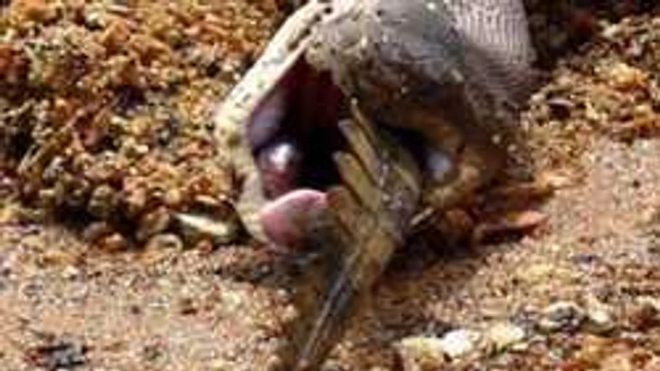 Szörnyű fotó került elő egy kígyóról, ezt tette áldozatával