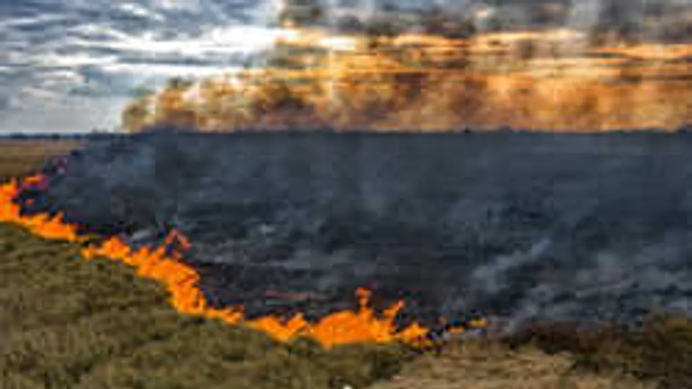 Hihetetlen, hova menekültek az állatok a balatoni tűzvész után