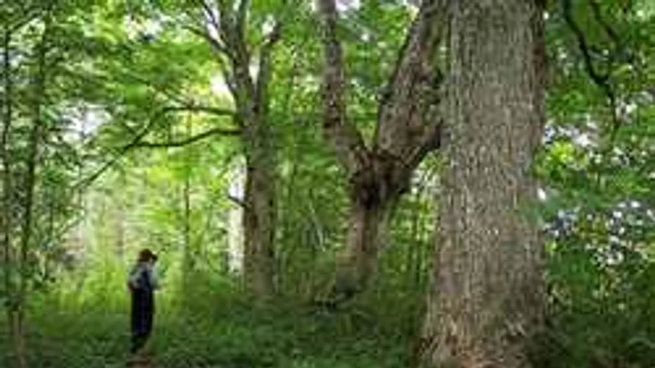 Brutális részletek a gyönyörű tinilány haláláról, vallott a gyilkos