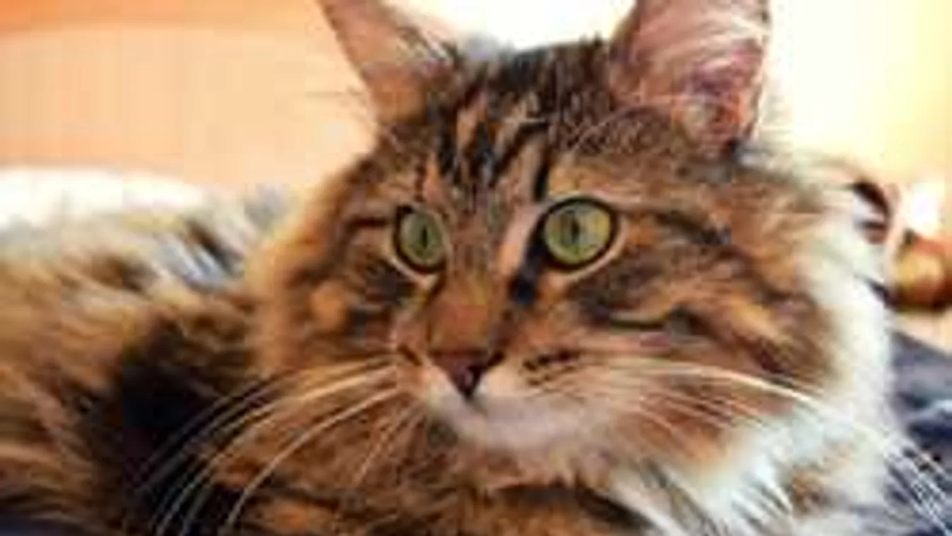 Ez történik a lányokkal, ha éjszakára beengedik a macskájukat az ágyba