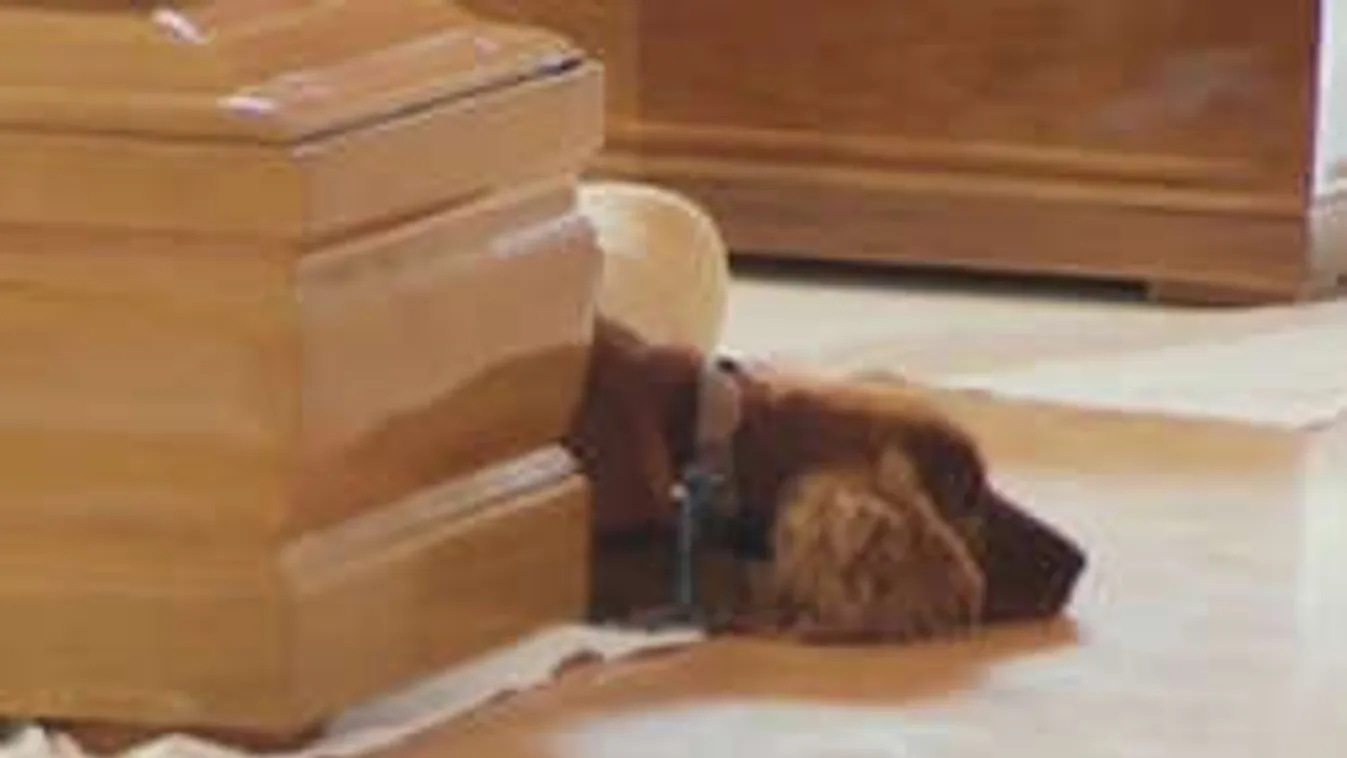 Megható: nem mozdult halott gazdája koporsója mellől a kutya