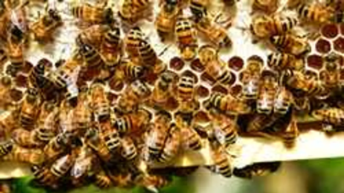 Hiánycikk egy fontos allergiainjekció