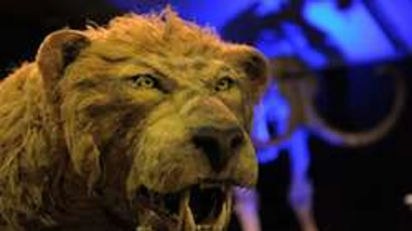 Így keltenek újra életre egy jégkorszakban élt oroszlánt