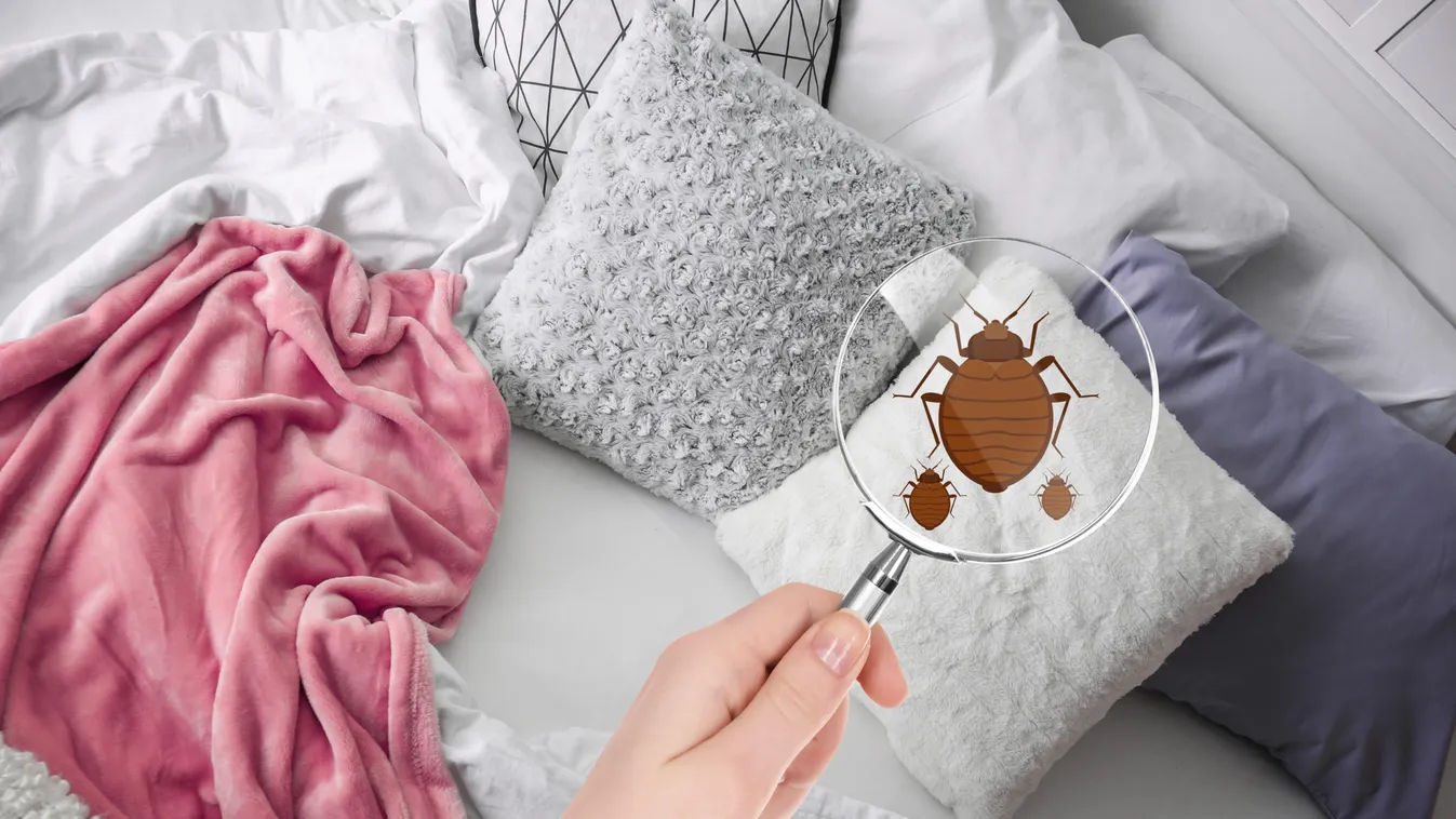 Ágyi poloskás matracokat terjeszthet egy áruházlánc