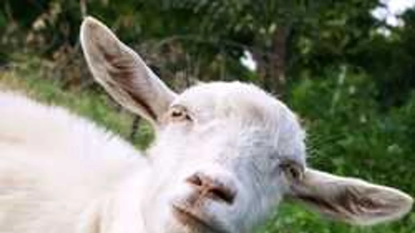 Kecske után indult rendőrségi hajtóvadászat Balázséron