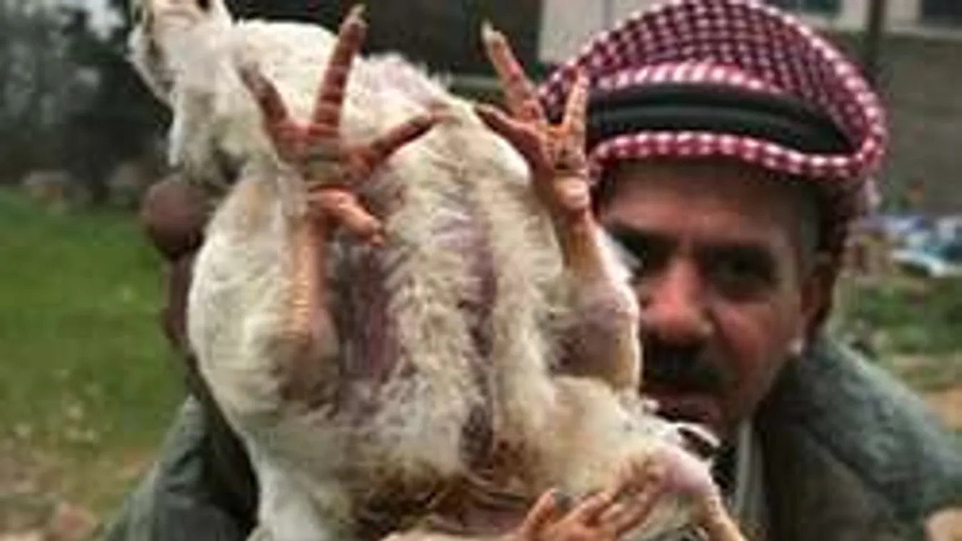 Genetikai csoda? Négylábú, hatszárnyú csirke a gyorséttermekben?