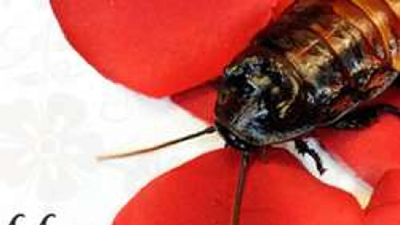 Ez a legszemetebb Valentin napi ajándék, ami létezik