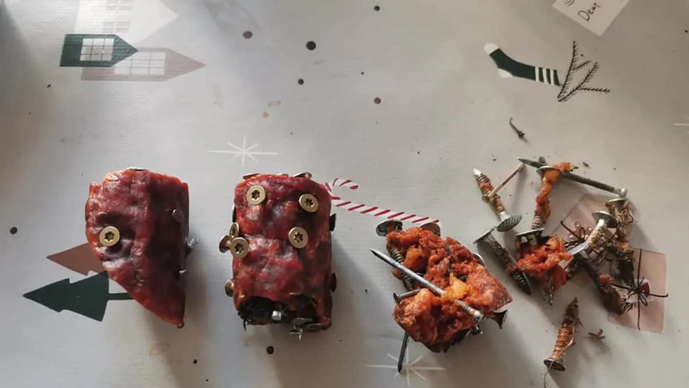 Állatkínzók jelentek meg Debrecenben: szöges, csavaros kolbásszal ölnék meg a kedvenceket