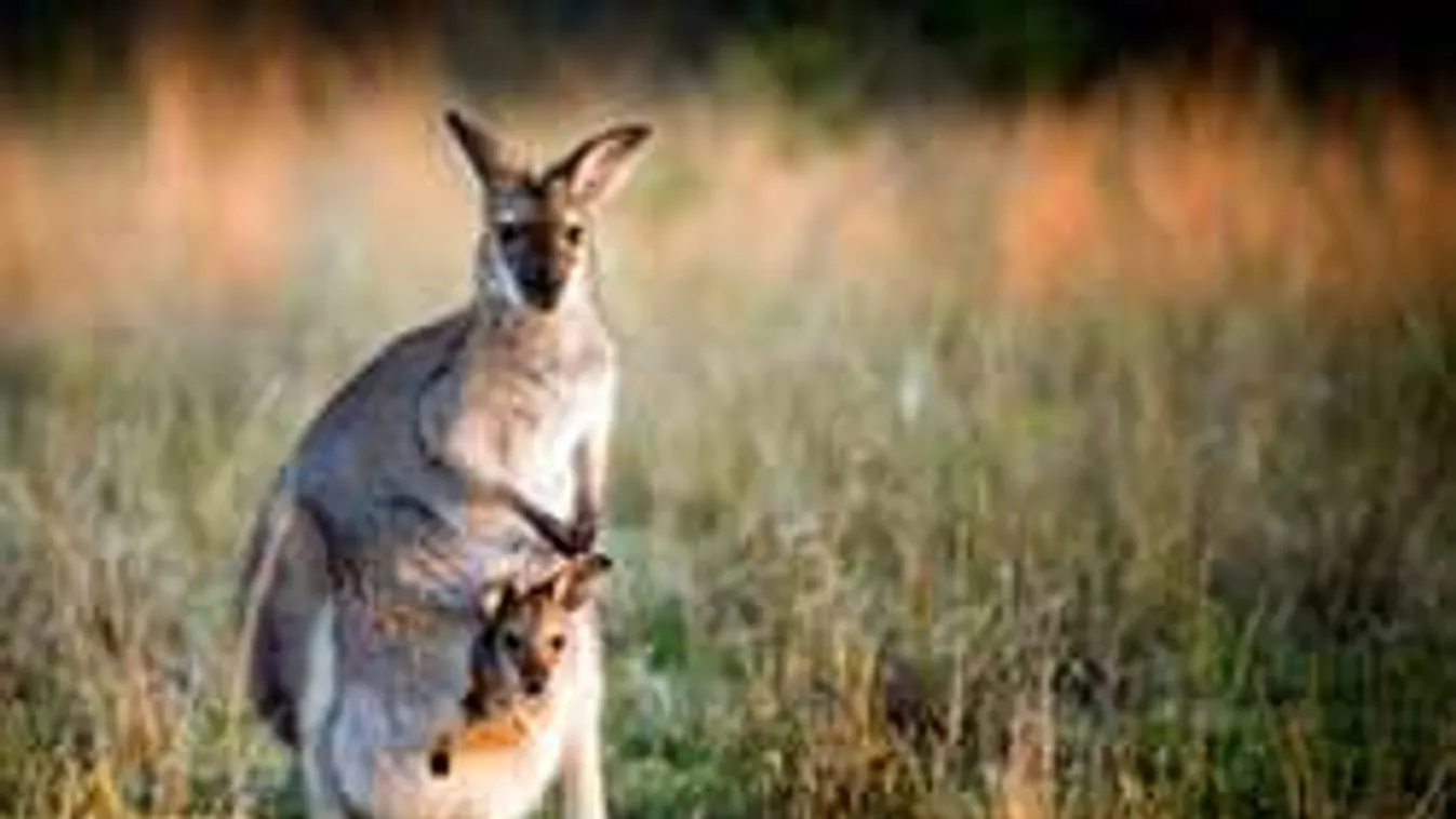 A sas karmai közül mentették ki a kengurukölyköt!