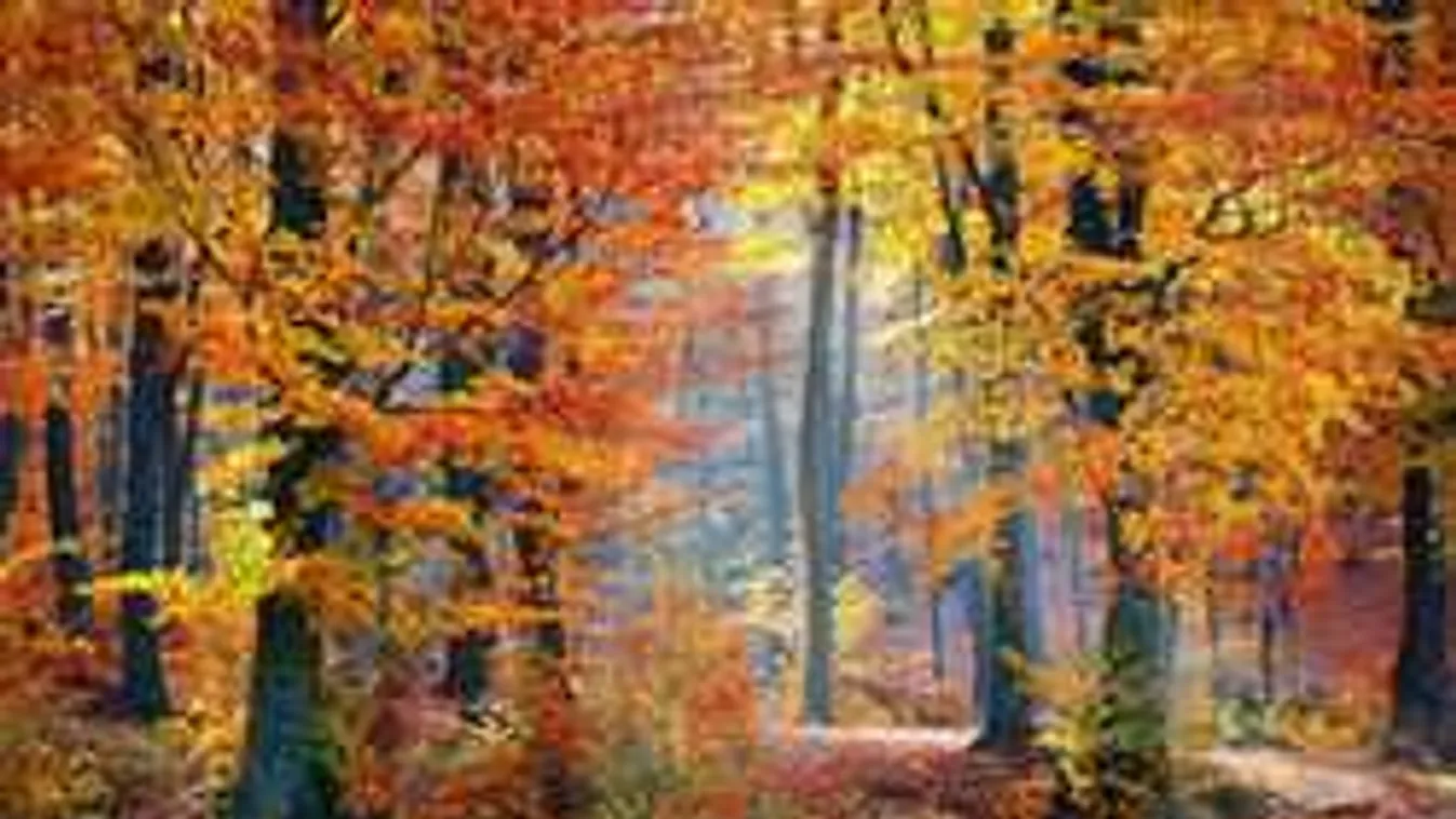 Egy eltévedt családot kellett kimenteni a bakonyi erdőből