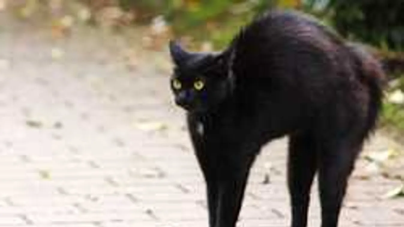 Kizárták a fekete macskát a teraszra, elképesztő, mit művelt