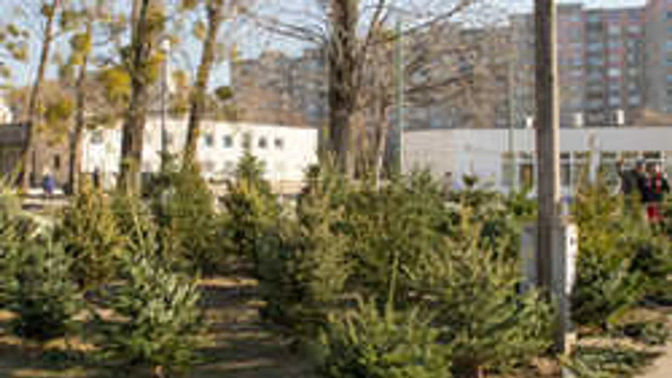 Kapkodják az ezer forintos karácsonyfát