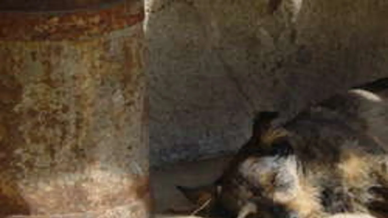 Levágott kutyafejet találtak Baranyában