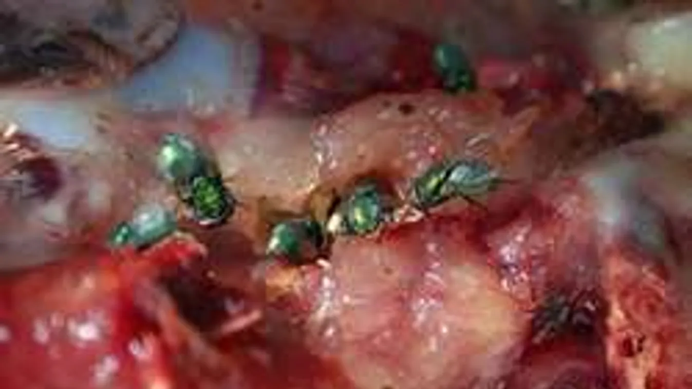 Kiverte a NÉBIH-nél a biztosítékot a dunavarsányi bolt!