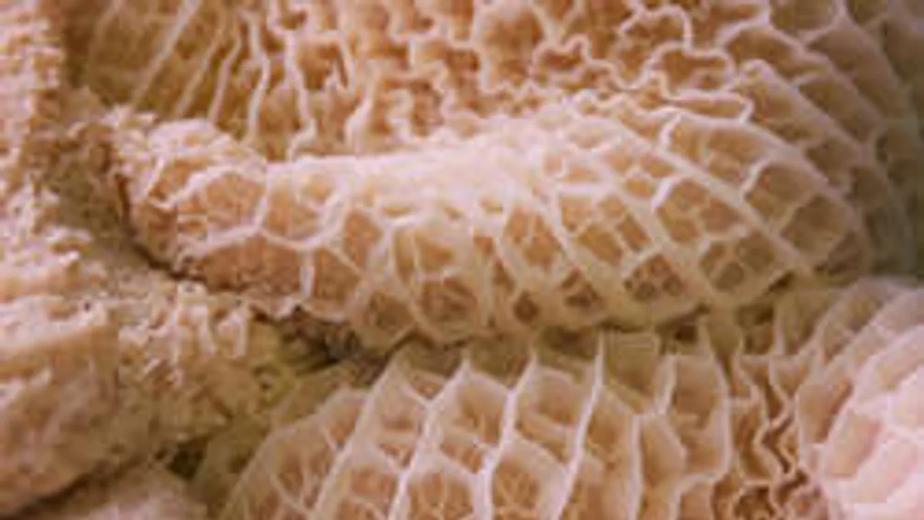 Íme, az élelmiszeripar legújabb remeke: Teleportált a pacal!