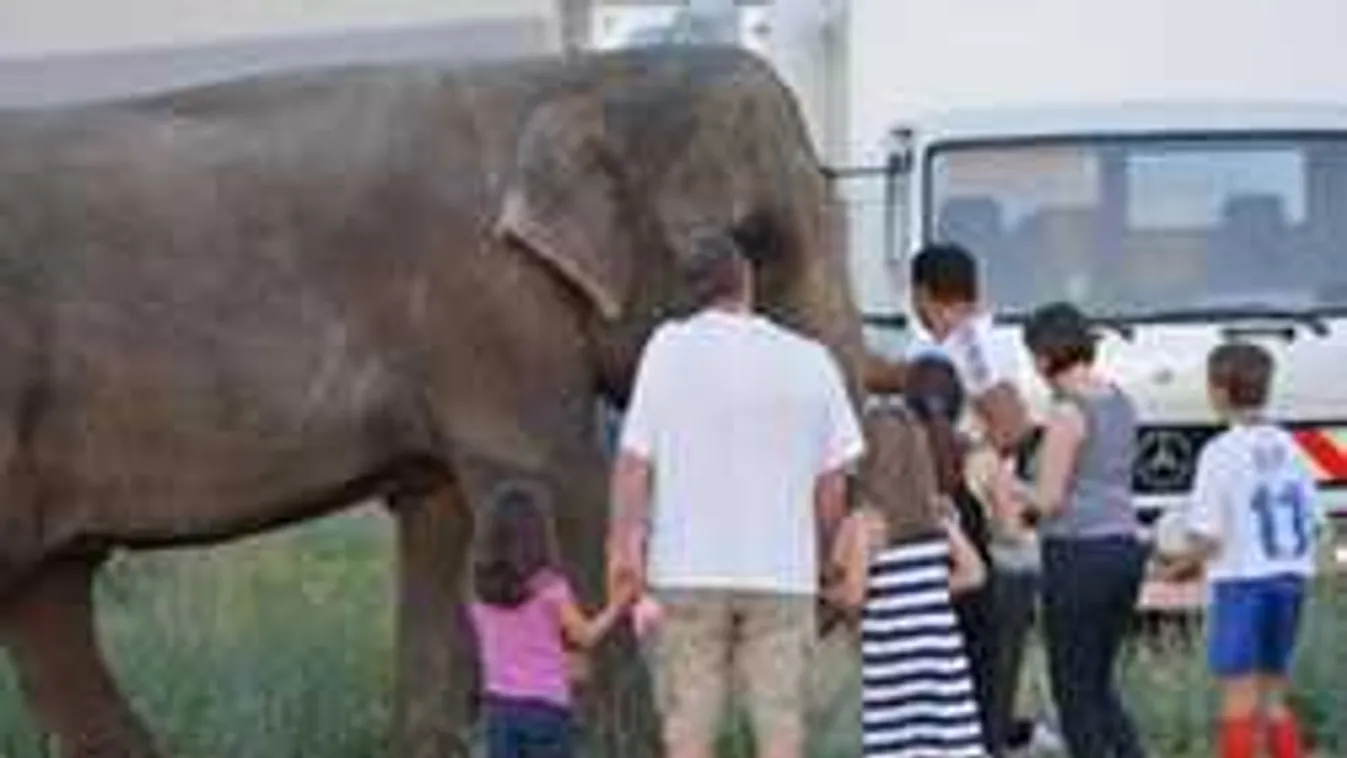 Nem vicc, budapesti benzinkúton itatták az elefántot!