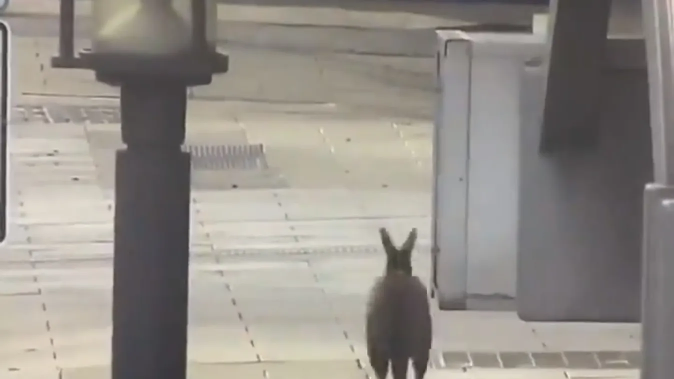 A belvárosban még sosem láttak ilyet: egy állat hódította meg az ausztrál nagyvárost – videó