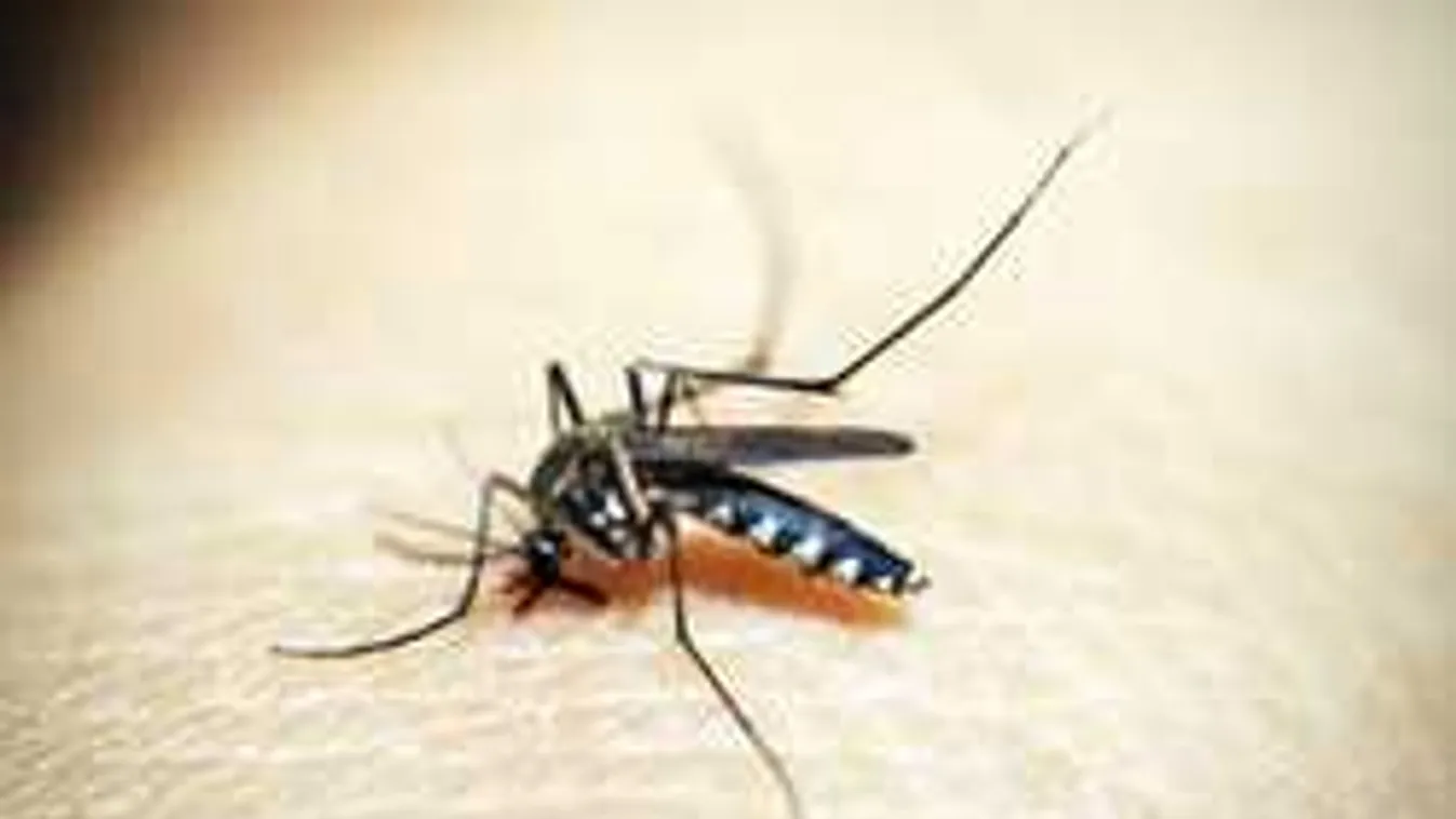 Egyre több a szúnyogallergiás, mit lehet tenni?