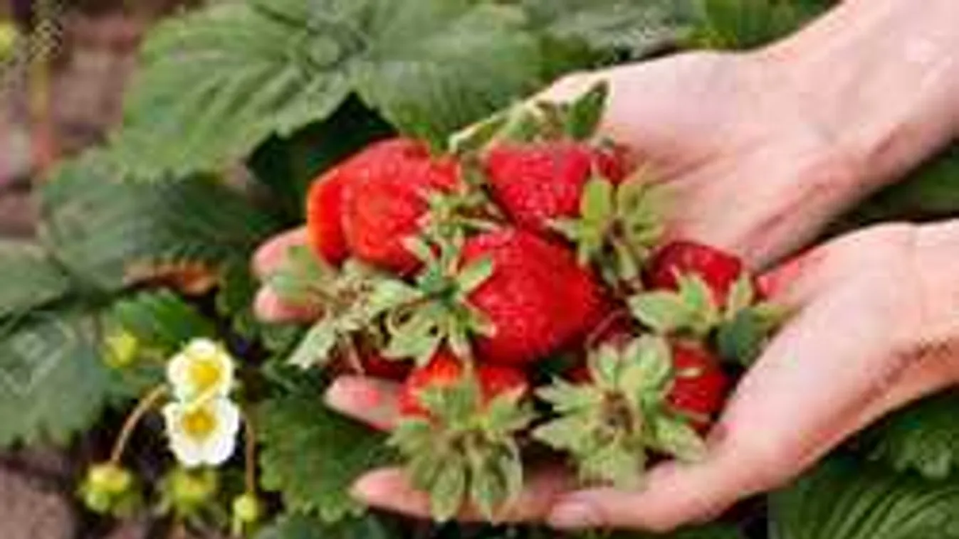 Így gondozd az epret, hogy mindig sok és zamatos gyümölcsöd legyen