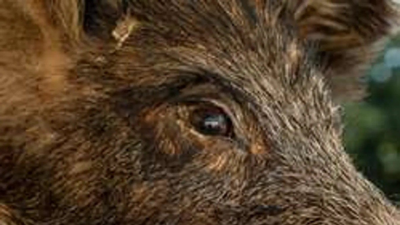 Ez már háború! Motorost üldöztek a vadkanok Debrecenben!