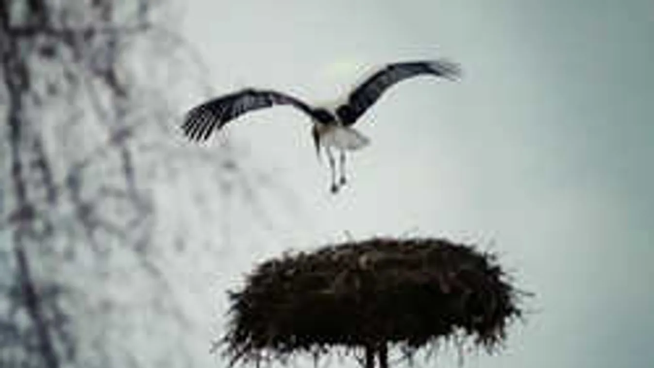 Gyászol az ország, elpusztult a leghíresebb magyar gólya