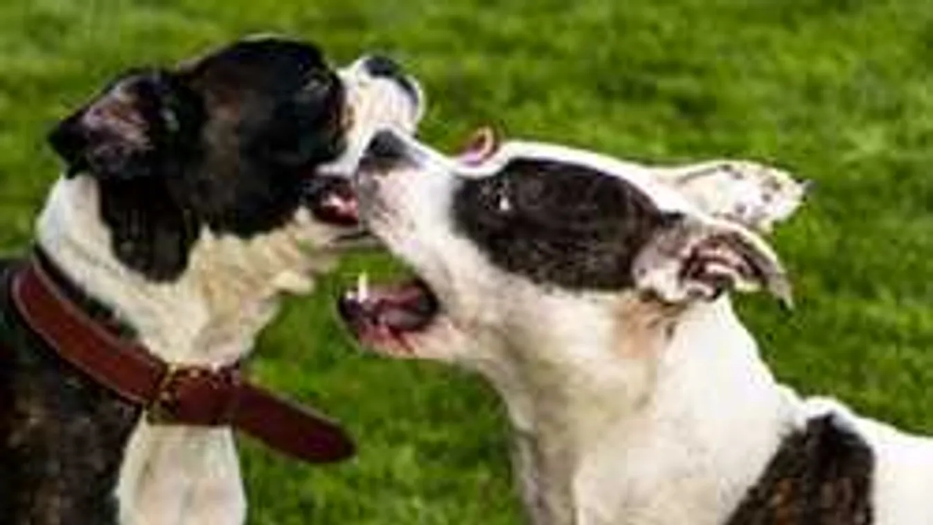 Magyar nőt marcangoltak a vad, harci kutyák