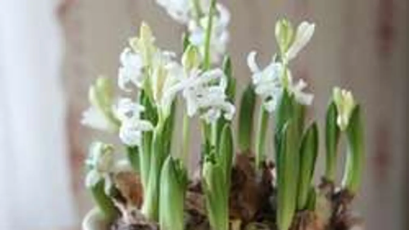 Színes kiskert a szobában! Köszöntsd így a tavaszt!