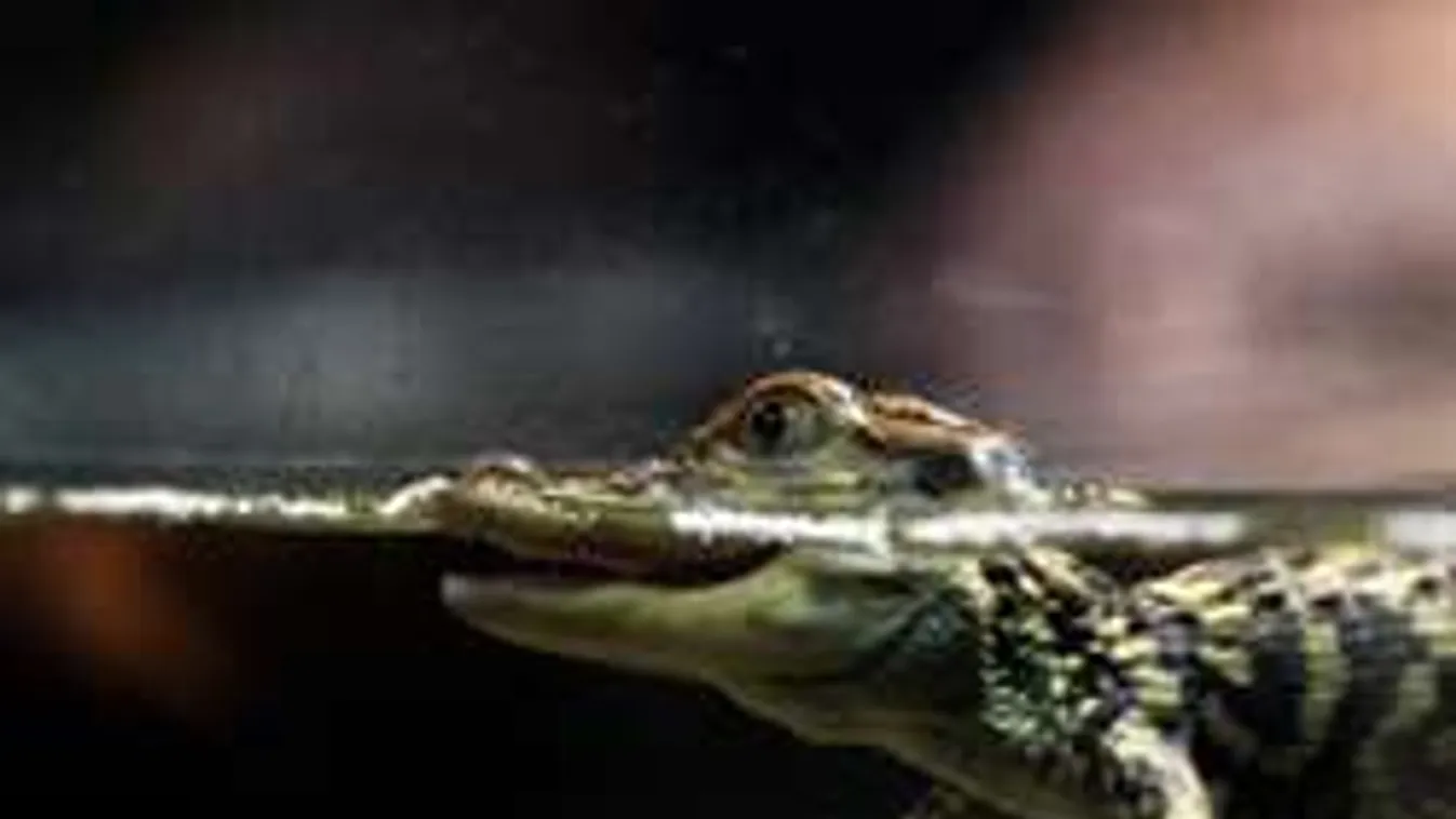 Pánik: mit keres a stúdióban egy aligátor? - videó!