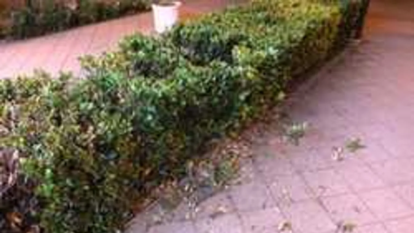 Kitört a botrány a hajdúságban: kegyetlen, amit a nyílt utcán műveltek