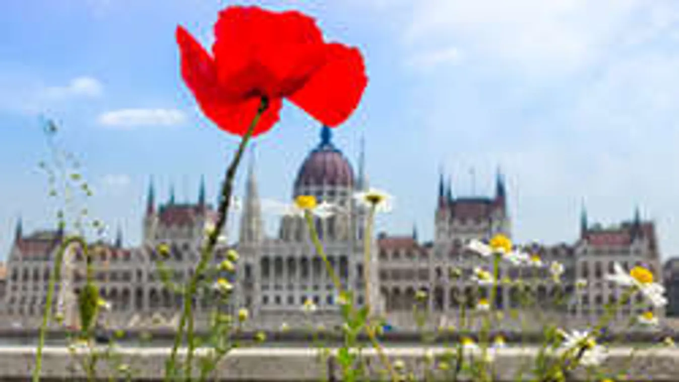 Ilyet még nem láttál! Hatalmas pipacsmező lett Budapest!