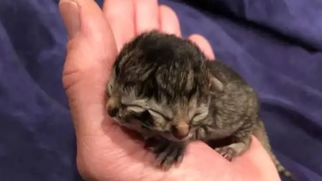 Halálra rémült a fiatal lány, miután meglátta ezt az újszülött kiscicát