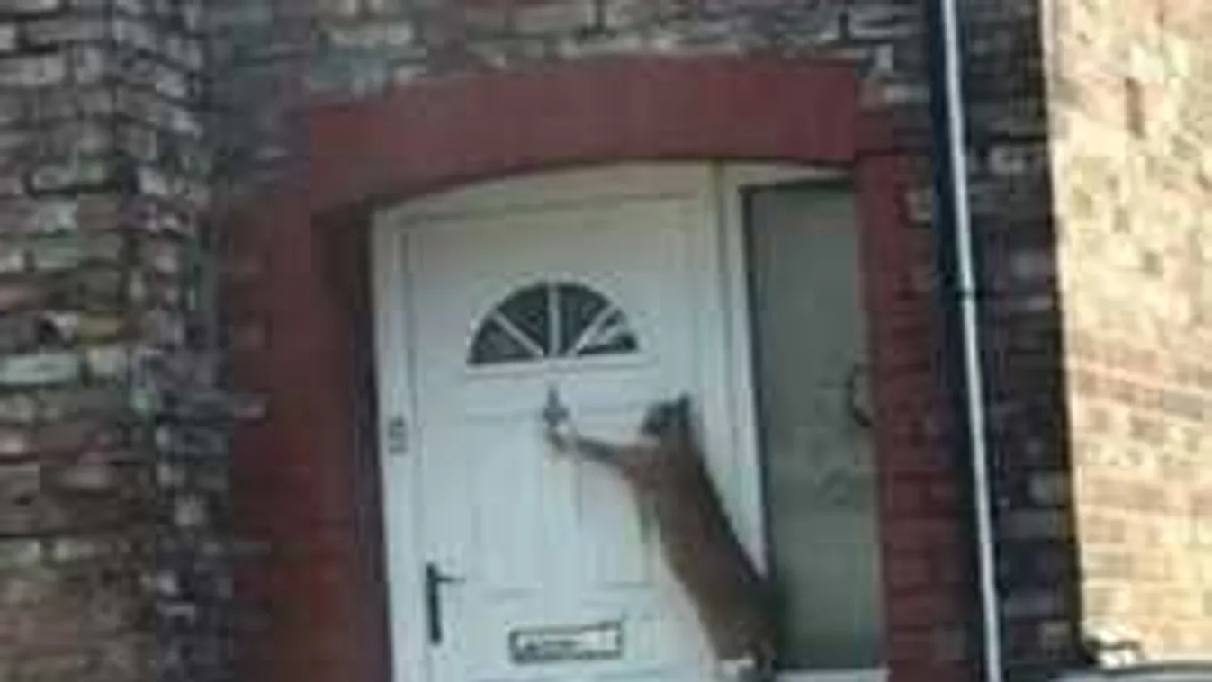 Meghökkentő videó: Nem hiszed el mit csinált ez az okos macska