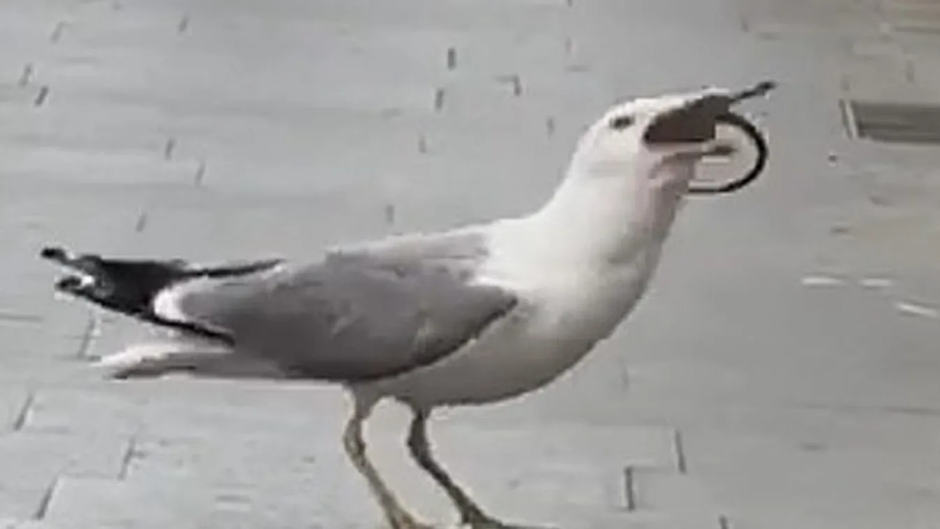 Sokkot kapott, aki látta: durva dolgot videóztak Róma belvárosában