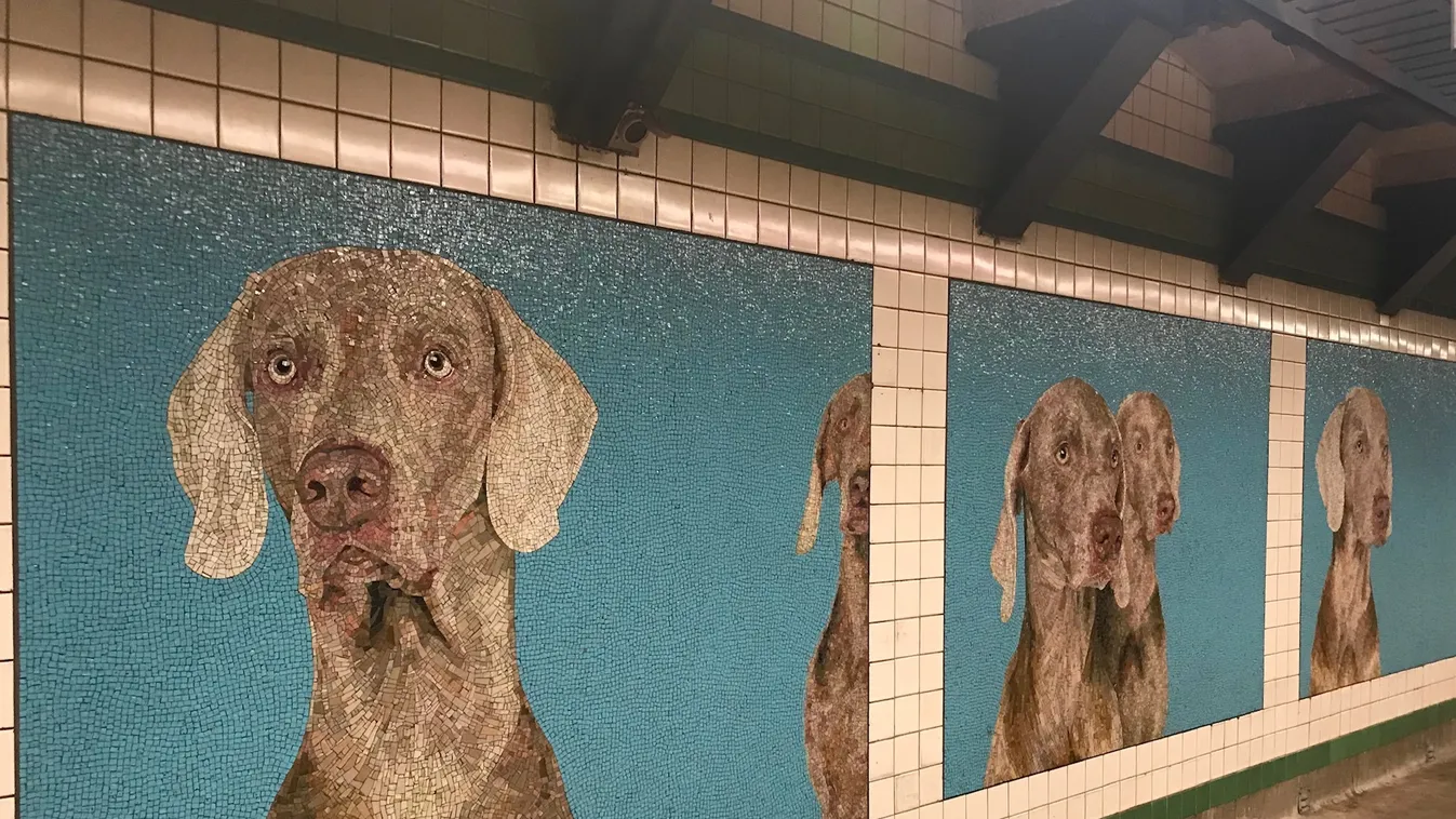 Vizsla kutyák árasztották el a New York-i metrót
