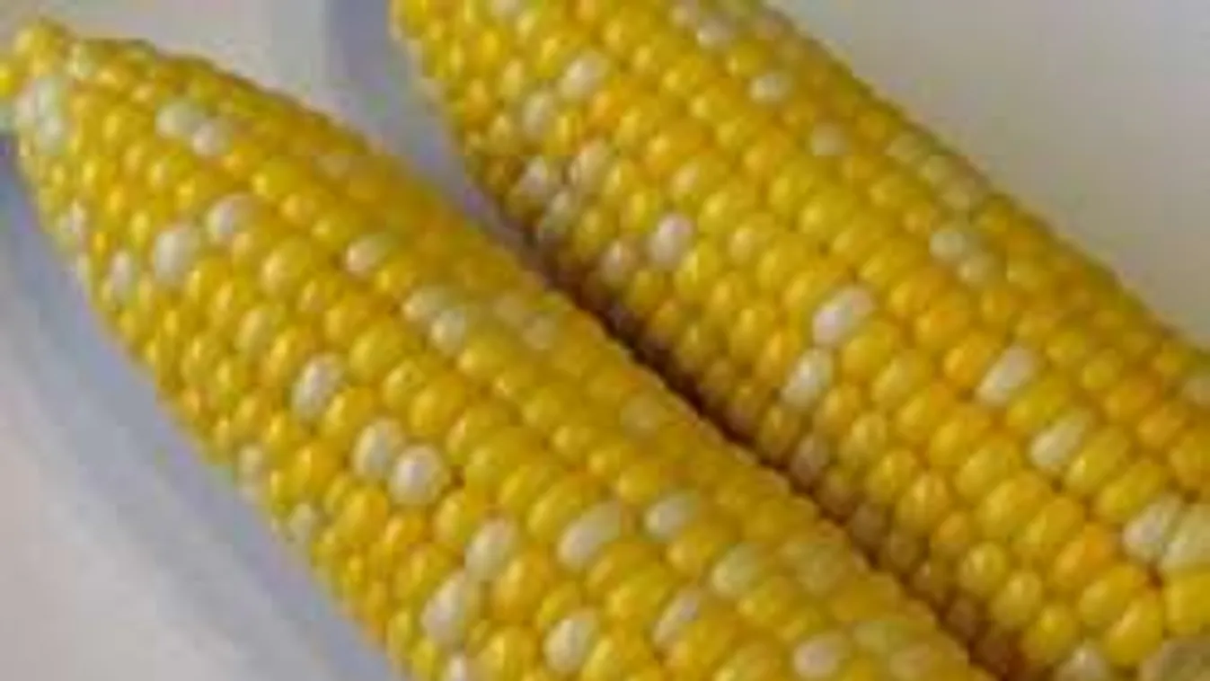 Nincs szükség főzésre, mikróban percek alatt kész a főtt kukorica