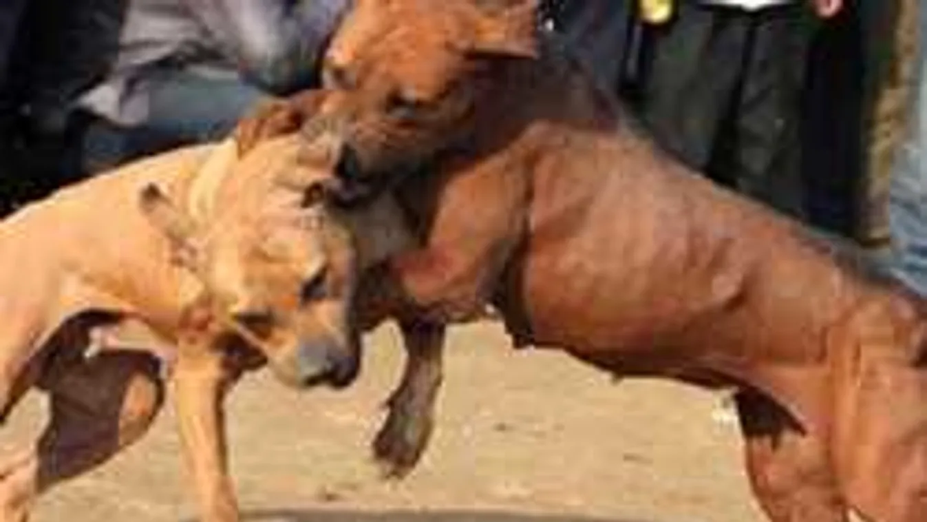 Mutatjuk, milyen a magyar kutyaviadalok titkos világa