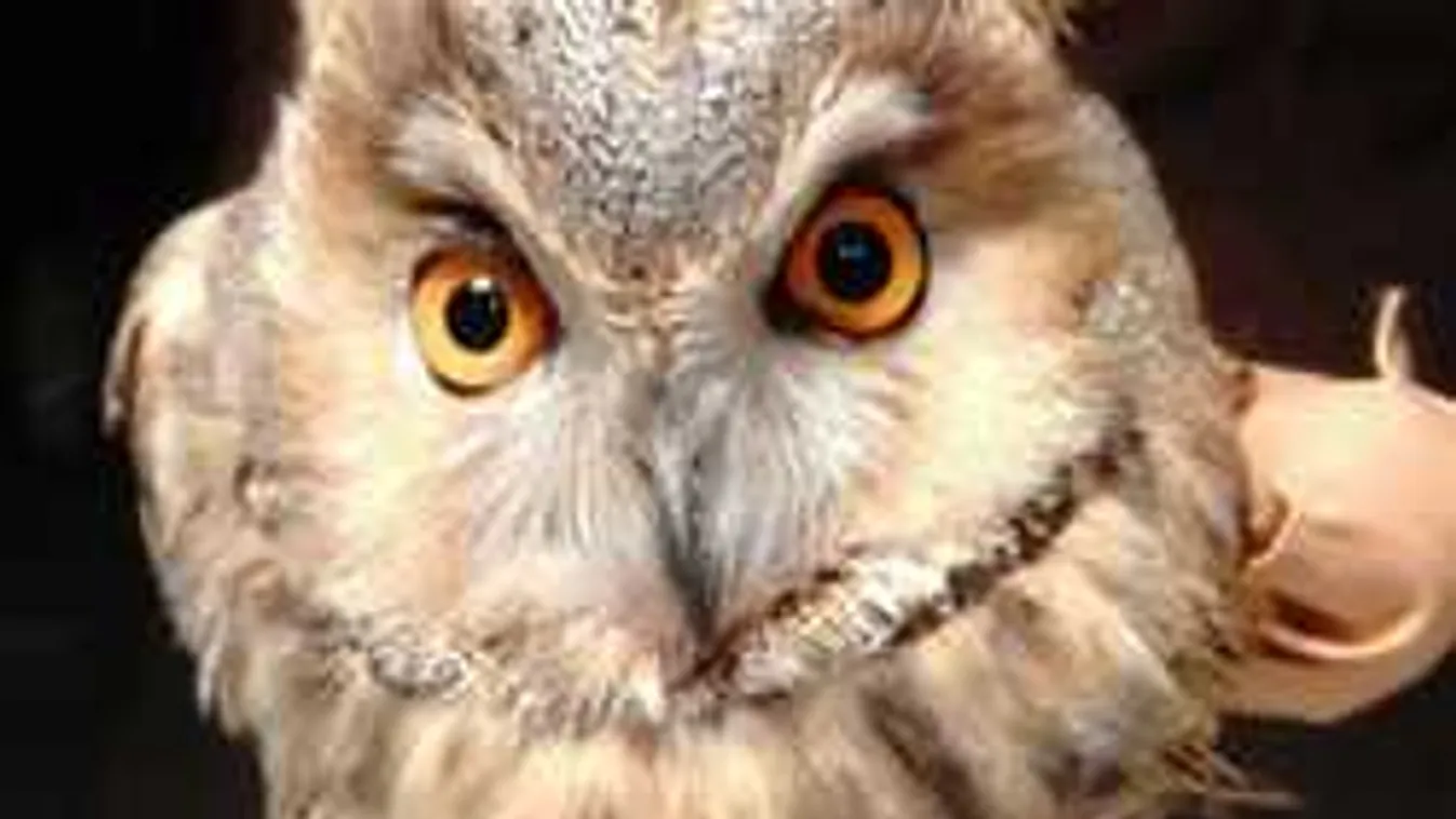 Egy udvaron vergődött, megmentették