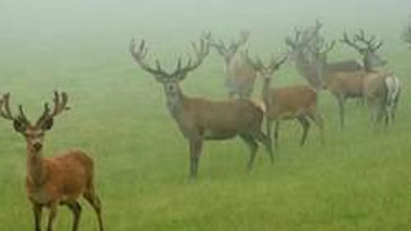 31 szarvast számolt meg a kertjében