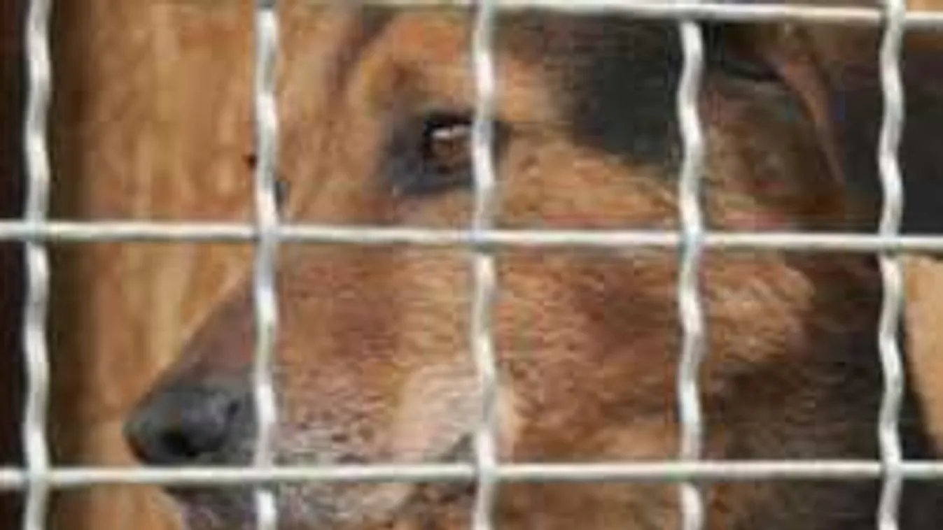 Kutyatámadás történt: Saját gazdája lábát marcangolta szét az eb