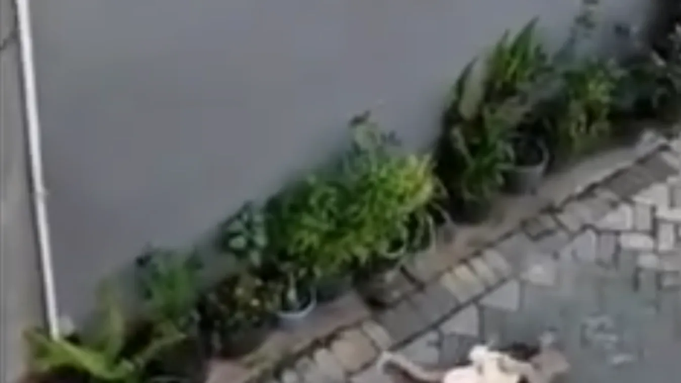 Döbbenetes videó: bicikliző majom próbált gyereket rabolni