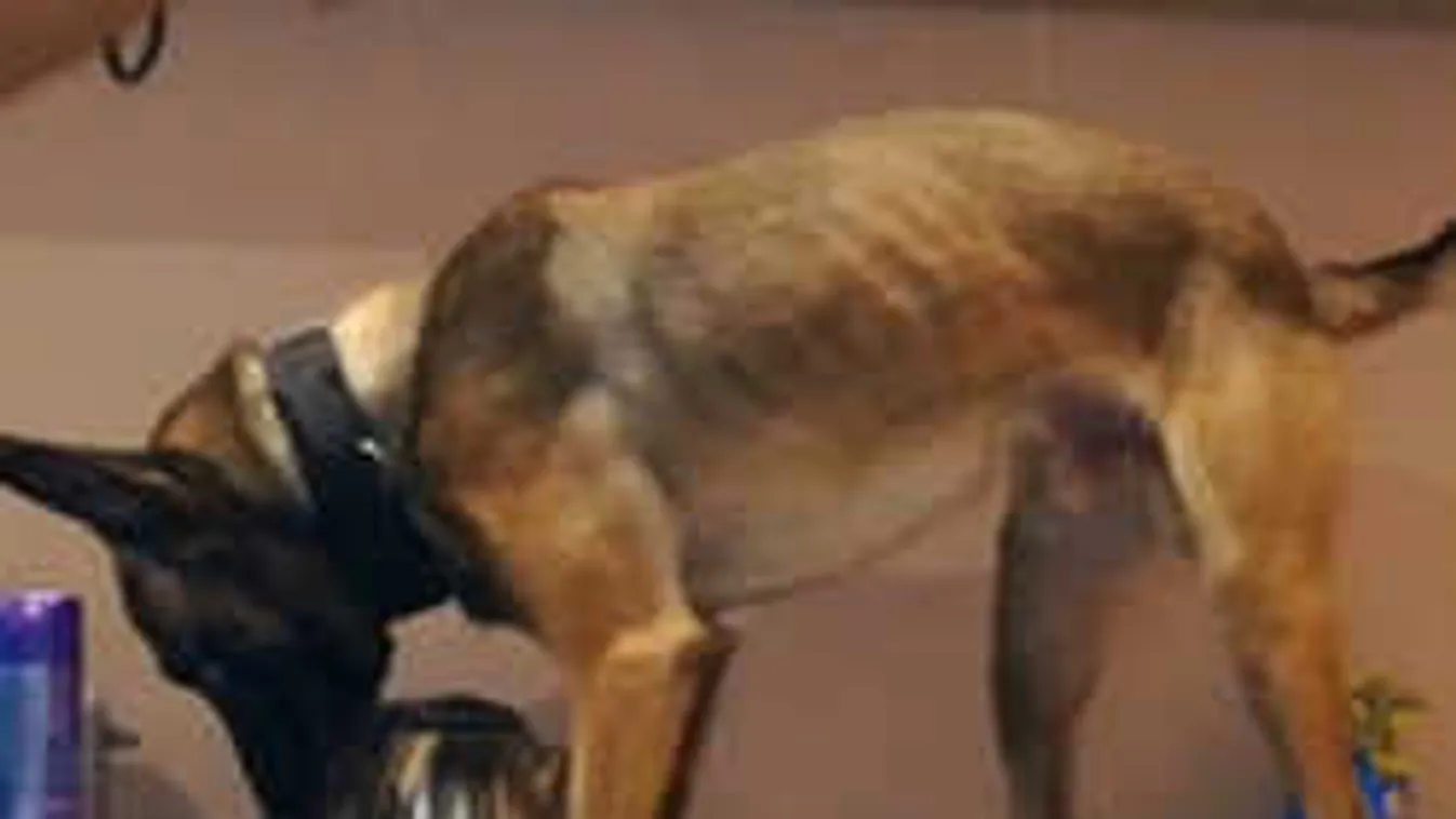 Durva, mit talált az 5. kerületi kapitányság nyomozókutyája egy belvárosi lakásban