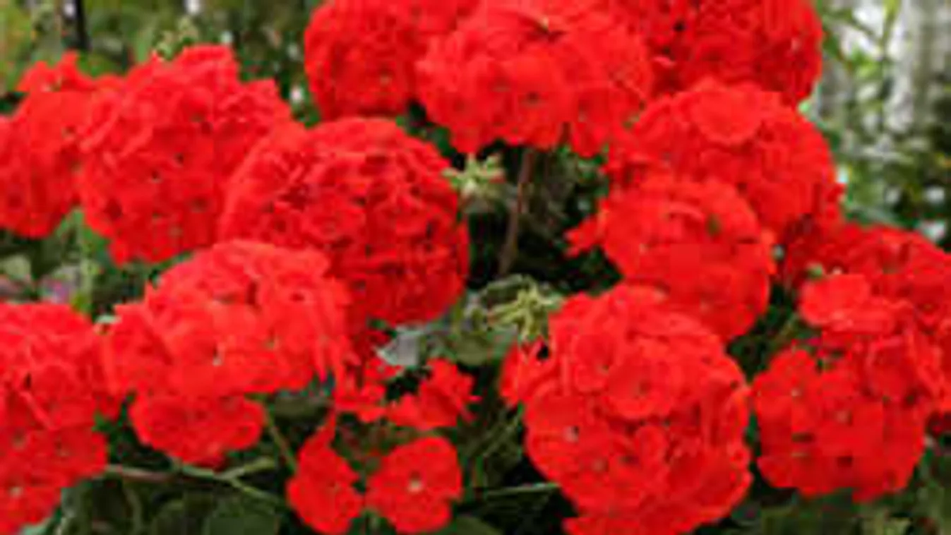 Íme a kertészek titka: ettől lesz őrületes a muskátlid! Az egész környék téged irigyel majd