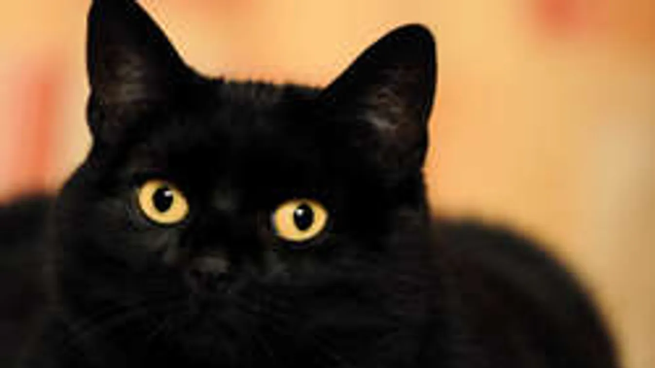 Negyven döglött macskát talált a használt hűtőkben