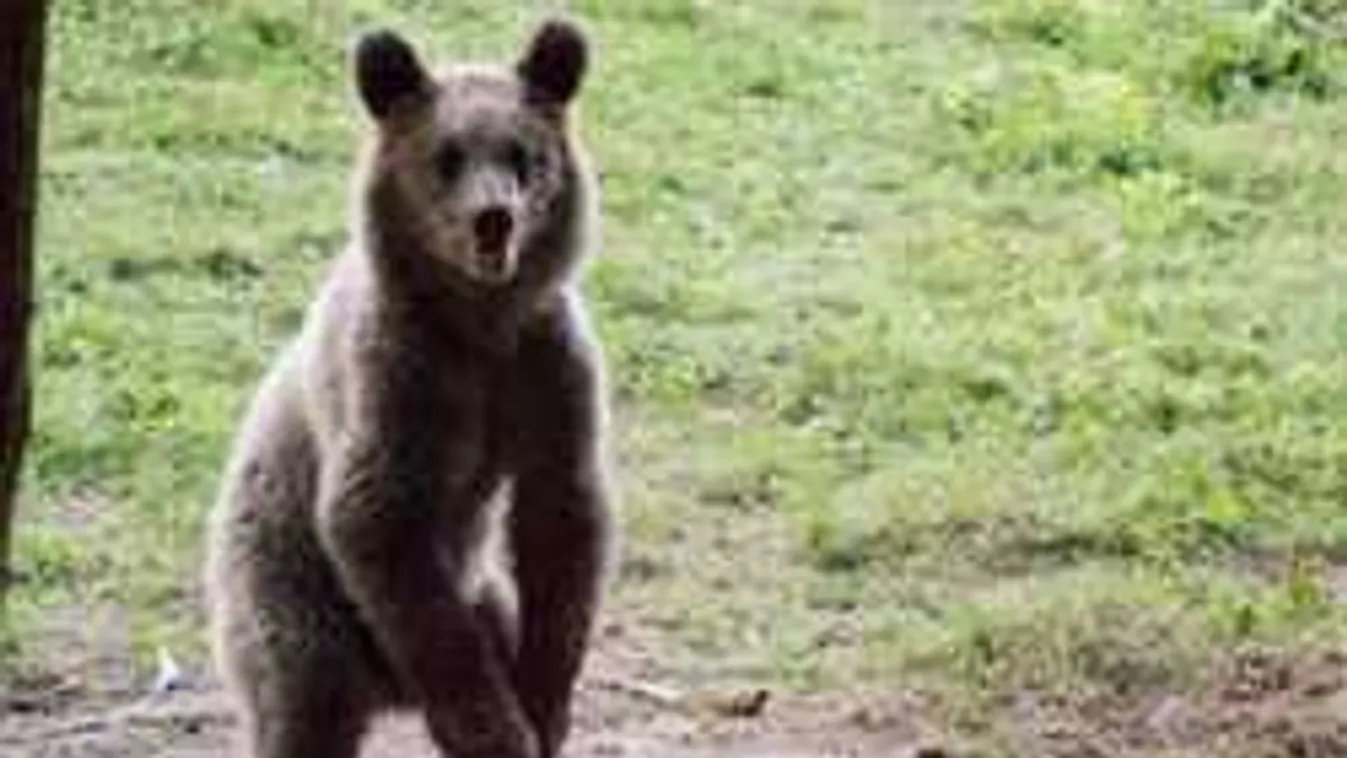 Erre bukik a tolvaj barnamedve, amikor feltépi a hűtő ajtaját