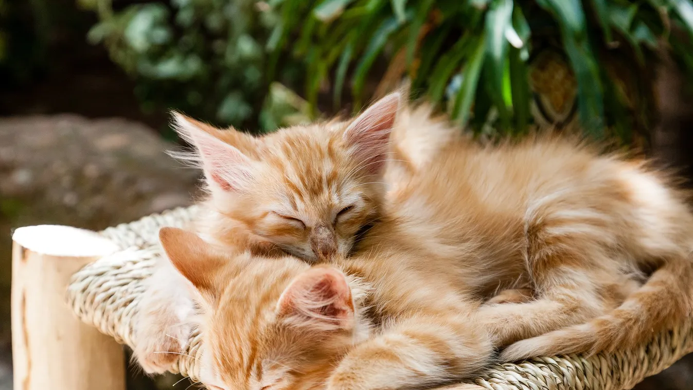 Már két háziállat is elkapta a koronavírust