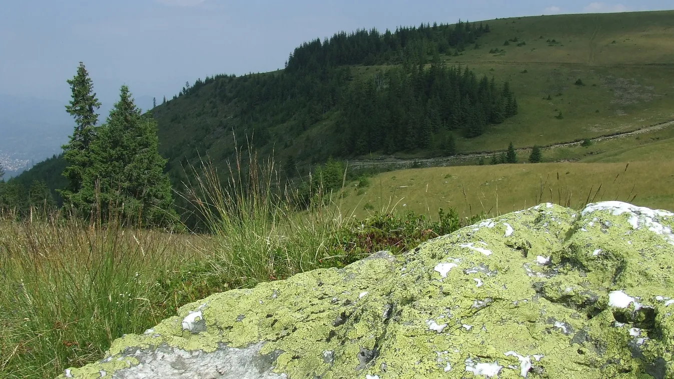 Figyelmeztettek a szakértők: senki se nyalogassa az útszéli zuzmót, mert nem Viagra