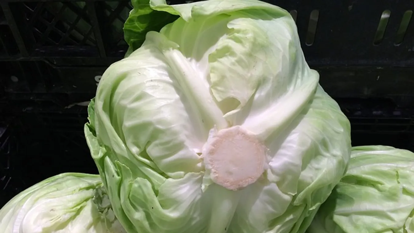 Már most lehet kovászolni, de nem a drága uborkát: jöhet a zsenge káposzta